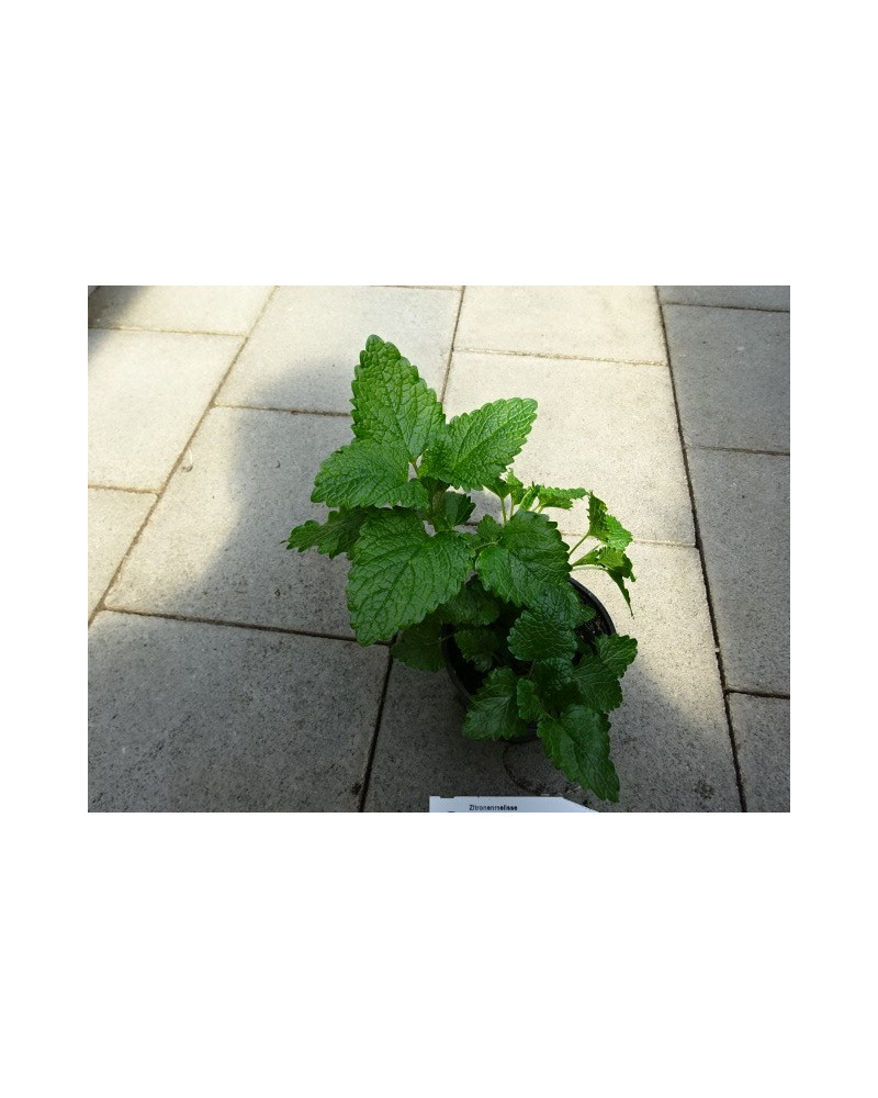 Zitronenmelisse Typ Filisur, Melissa officinalis Pflanze