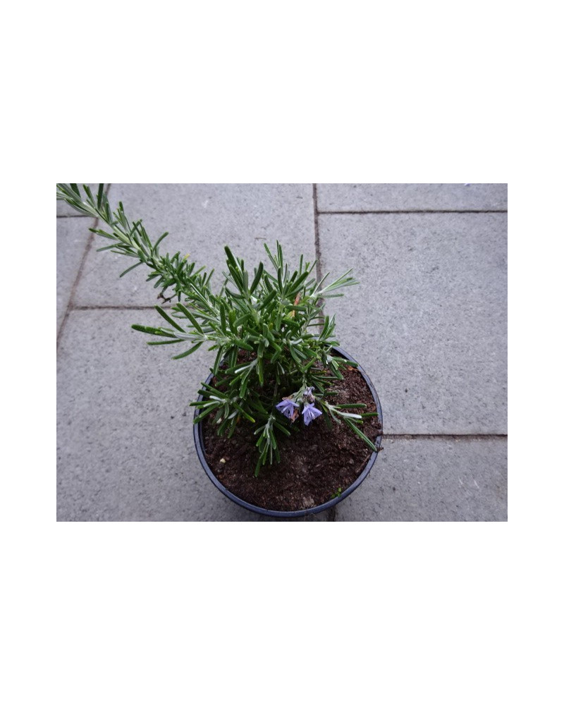 Rosmarin 'Foxtail'