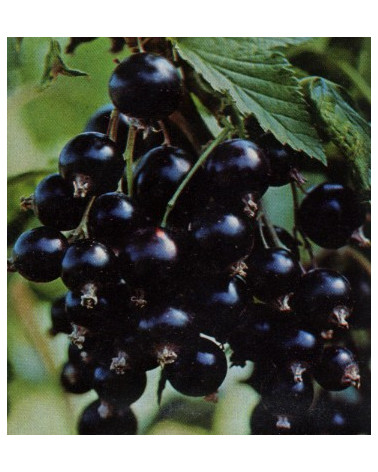 Schwarze Johannisbeere Titania (Cassis)