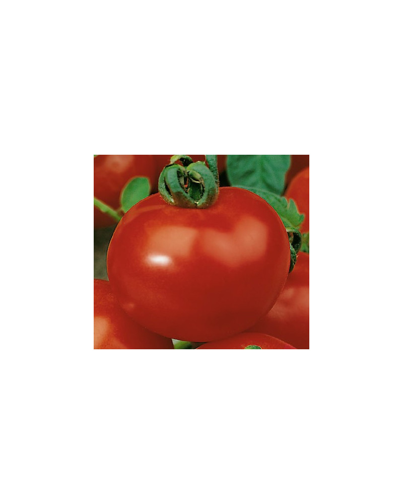 Tomate mittelgrossfrüchtig, Jungpflanze