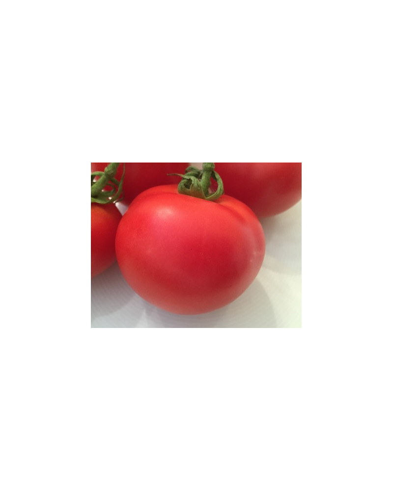 Tomate Country Taste