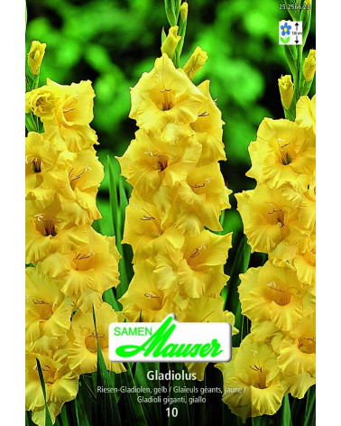 gelbe Gladiole