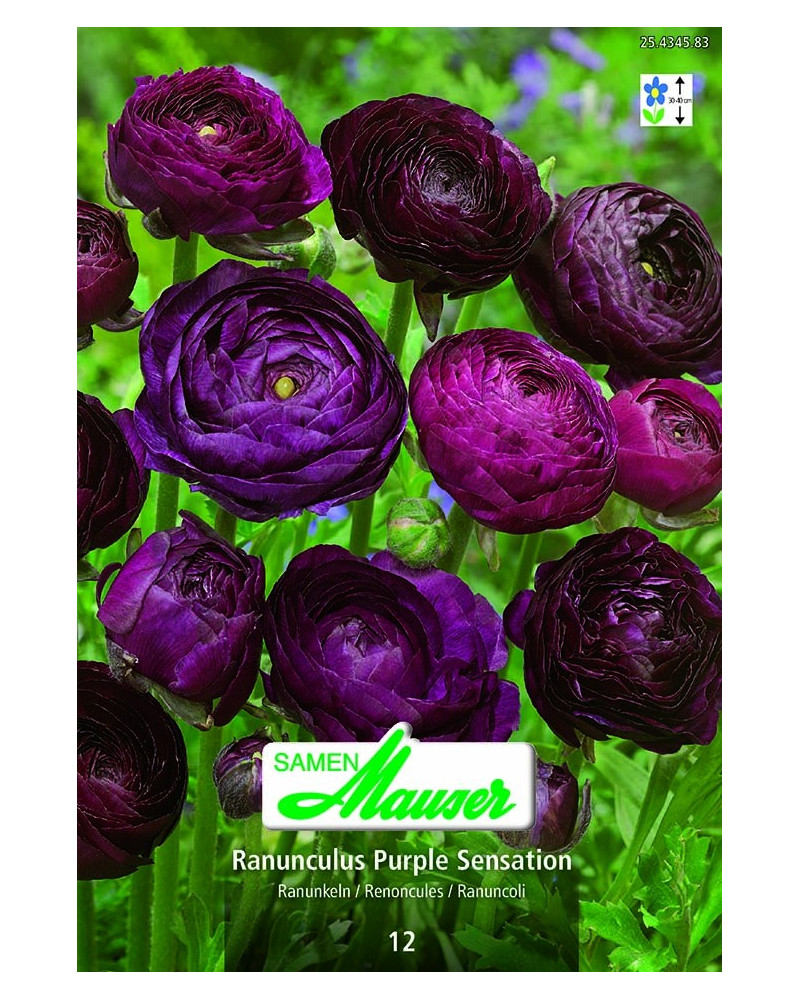 Ranunculus Purple sensation