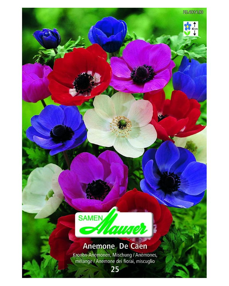 Anemone, Mischung Anemone, Mischung