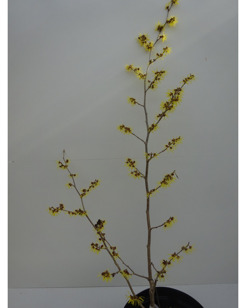 Zaubernuss, Hamamelis x intermedia Pallida Pflanze