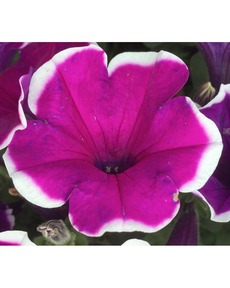 Petunia-Surfinien-Farben, Auswahl Pflanze