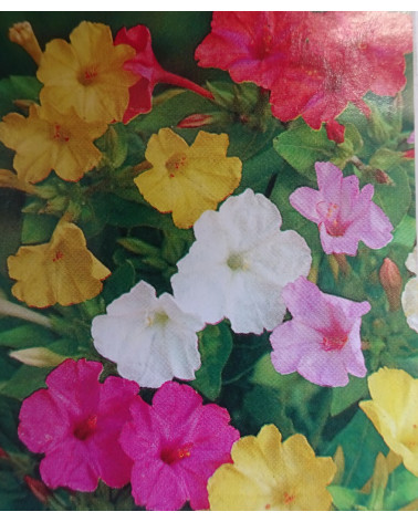 Wunderblume Mirabilis