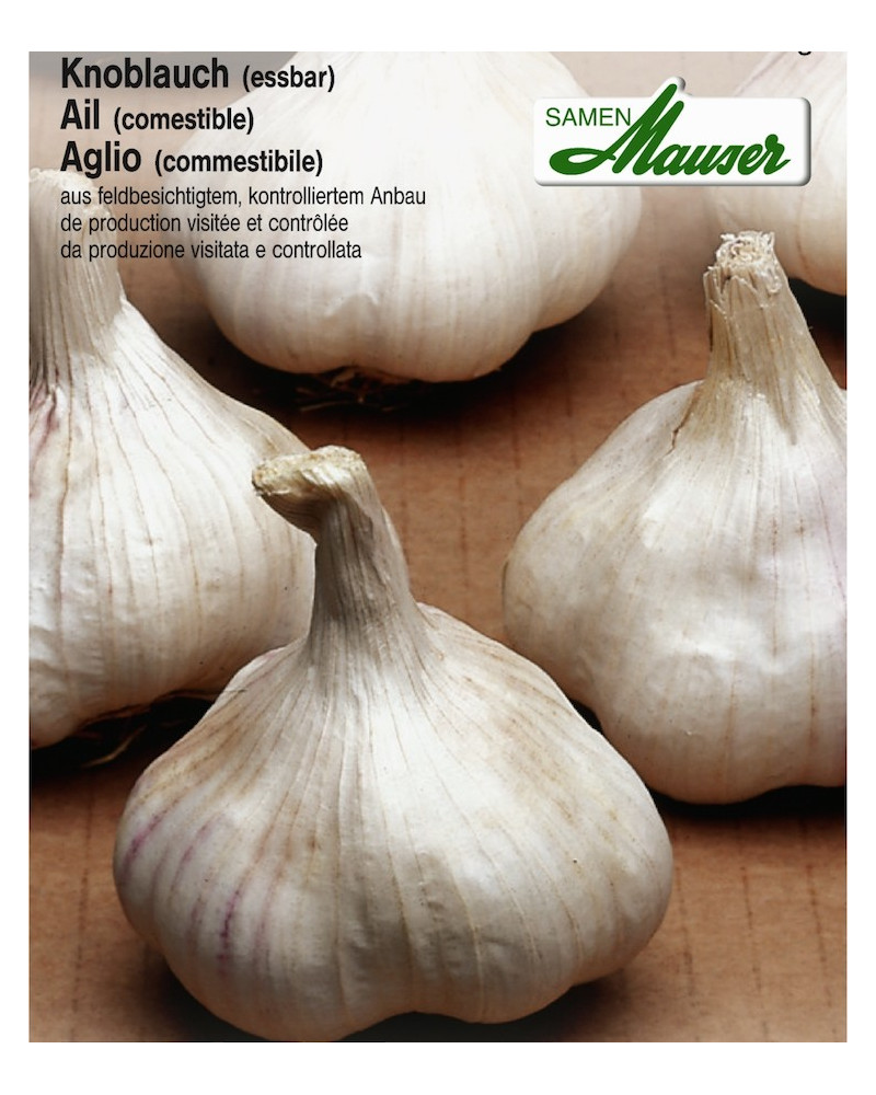 Knoblauch Knoblauch