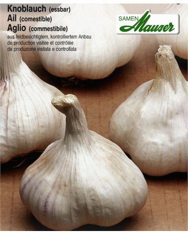 Knoblauch