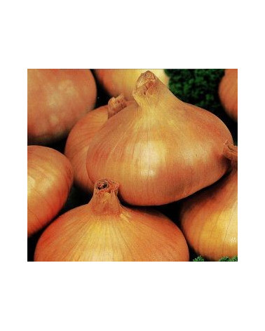 Gelbe Zwiebel, Bio