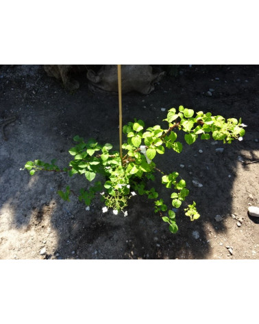 Hydrangea petiolaris