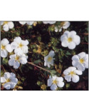 Potentilla fruticosa Mount Everest - Grosser, weisser Fingerstrauch Pflanze