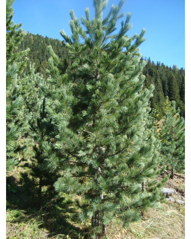 Arve/Zirbelkiefer, Pinus cembra