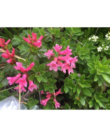 Rhododendron hirsutum, Bewimperte Alpenrose