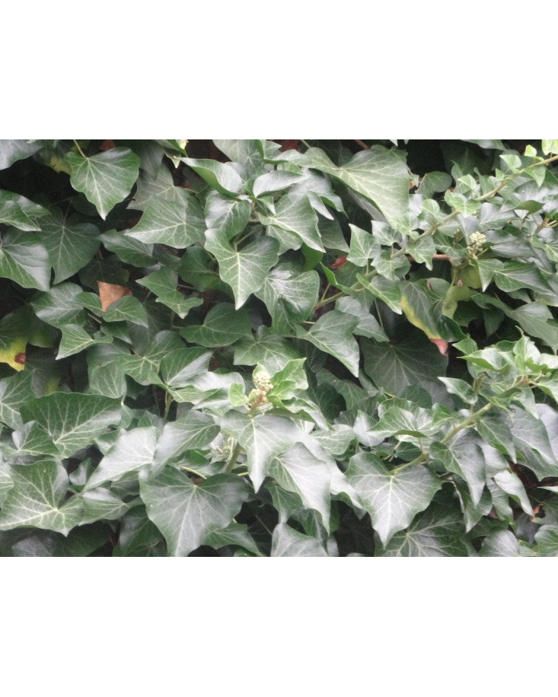Kletter-Efeu - Hedera helix hibernica Pflanze