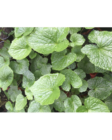 Echter Wasabi Samen (Eutrema Japonicum) - Frisches Saatgut Für Den Eigenen Anbau