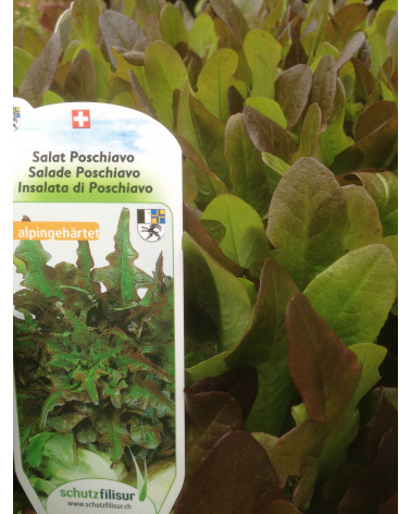 Poschiavo-Salat, Jungpflanze