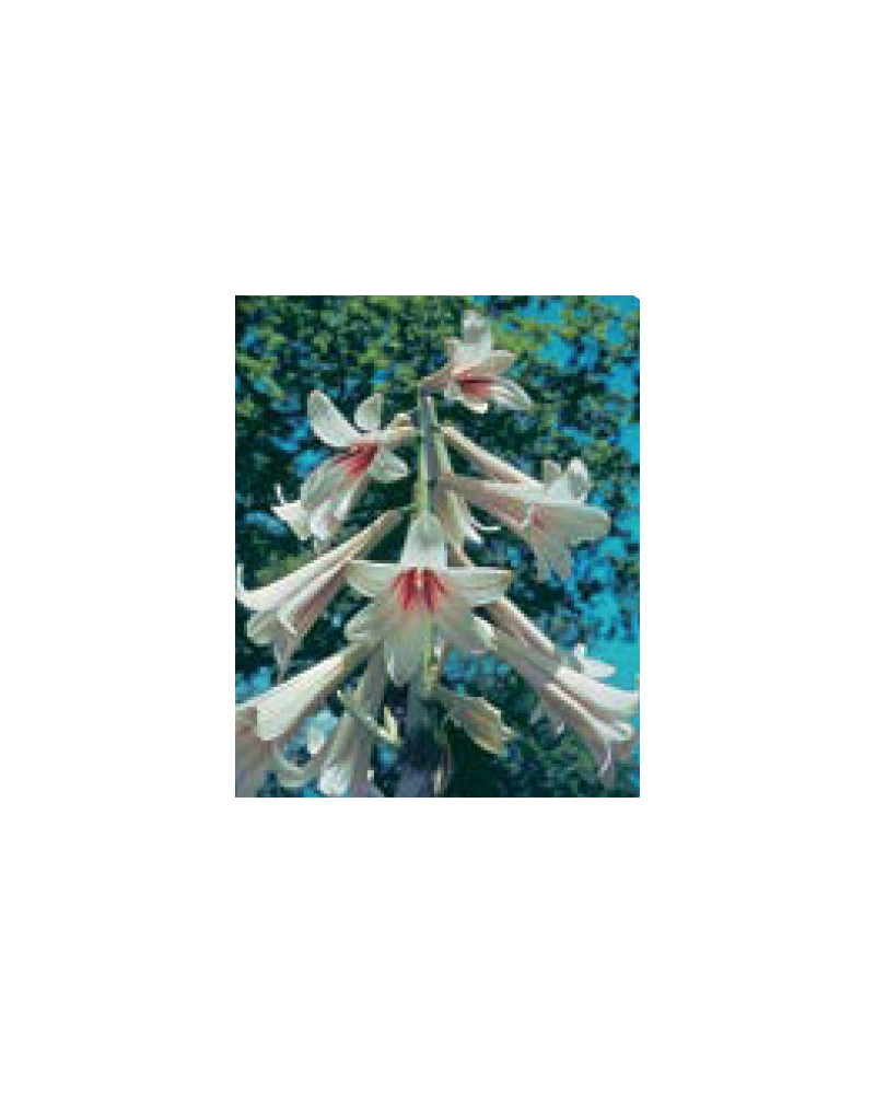 Riesenlilie, Cardiocrinum giganteum