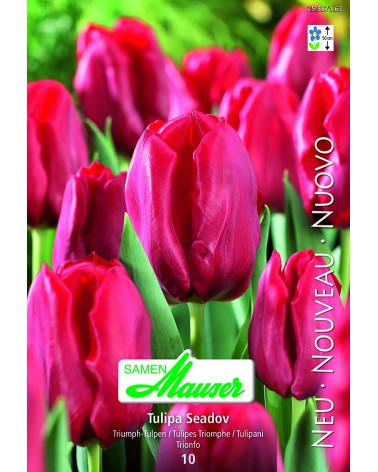 Seadov Tulpe