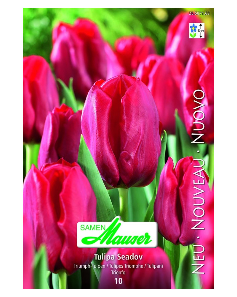 Seadov Tulpe