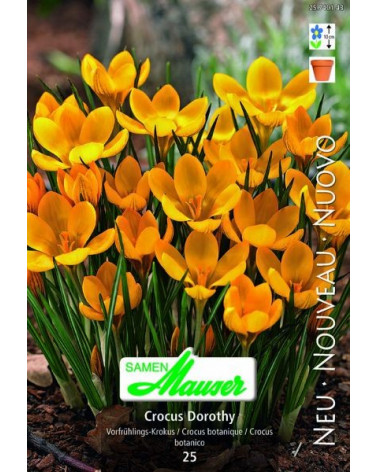 Crocus chrysanthus Dorothy