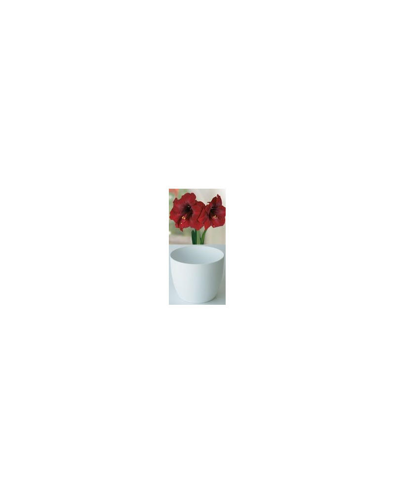 Gloria Amaryllis, Royal Velvet  Gloria Amaryllis, Royal Velvet
