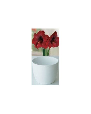 Gloria Amaryllis, Royal Velvet 