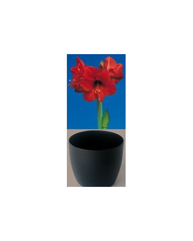 Gloria Amaryllis, rot