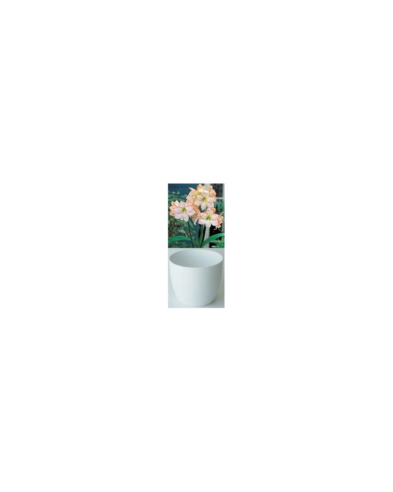 Gloria Amaryllis, weiss mit feinem rotem Rand  Gloria Amaryllis, weiss mit feinem rotem Rand