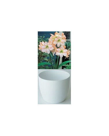 Gloria Amaryllis, weiss mit feinem rotem Rand 