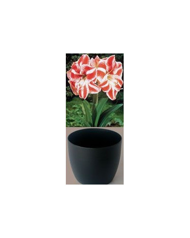 Gloria Amaryllis, rot/weiss