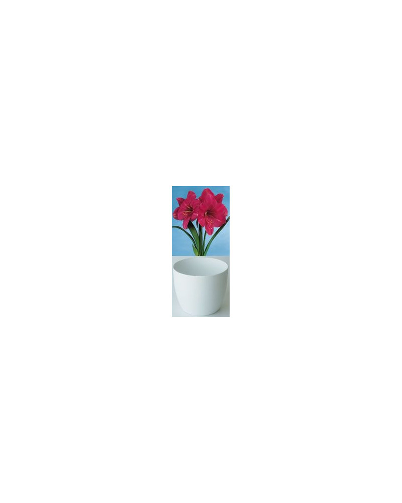 Gloria Amaryllis, rosa Gloria Amaryllis, rosa