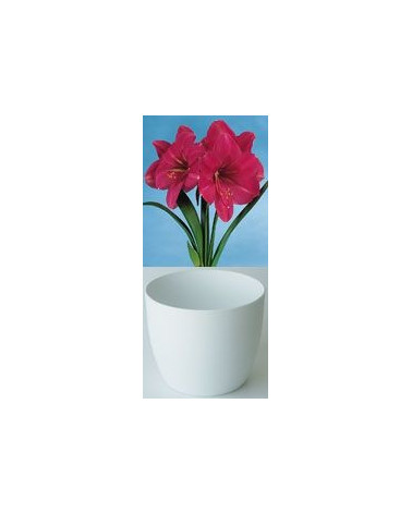 Gloria Amaryllis, rosa