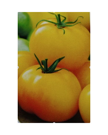 Tomate Froschkönigs Goldkugel