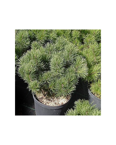Legföhre, Pinus mugo pumilio