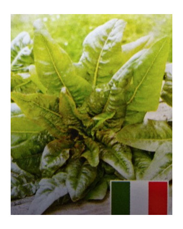 Salat Venezianer, Jungpflanzen