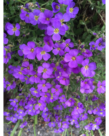 Aubrieta Hybriden Royal Violett, Blaukissen