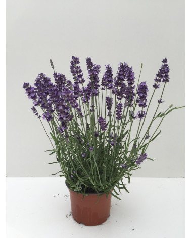 Lavandula angustifolia Hidcote, Lavendel