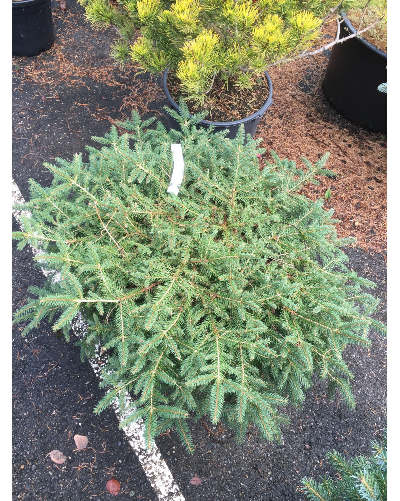 Picea abies Repens