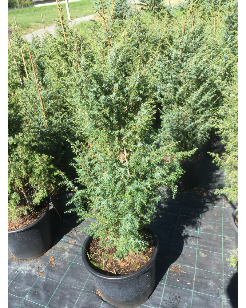 Juniperus communis Wallis