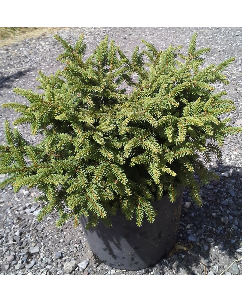 Picea abies Nidiformis