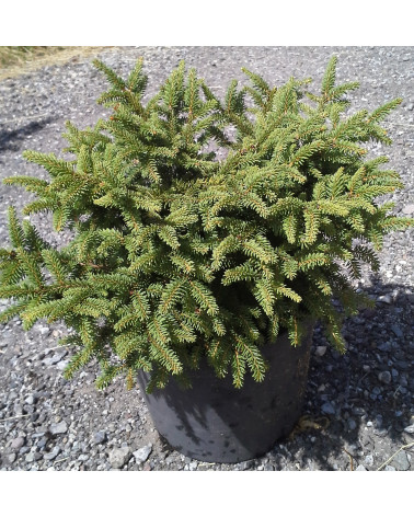 Picea abies Nidiformis
