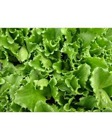Salat Eisberg grün, Jungpflanze