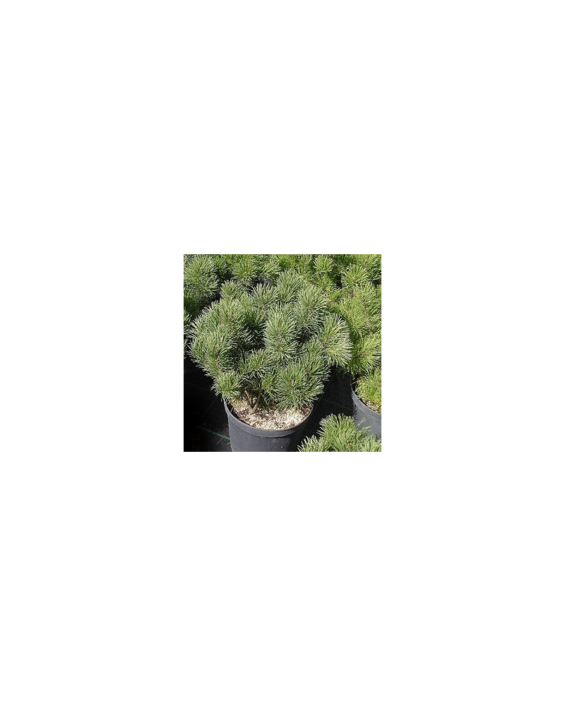 Legföhre, Pinus mugo pumilio