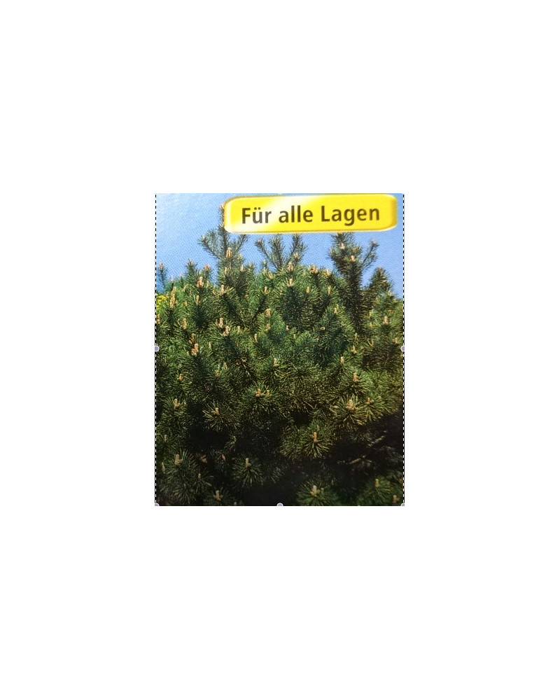 Legföhre, Pinus mugo pumilio