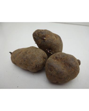 Trüffelkartoffel Vitelotte noir