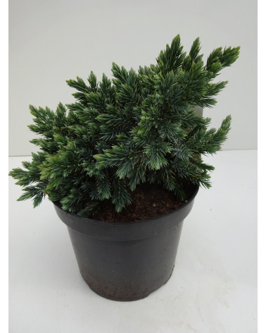 Juniperus squamata Blue star