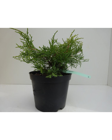 Juniperus pfitzeriana