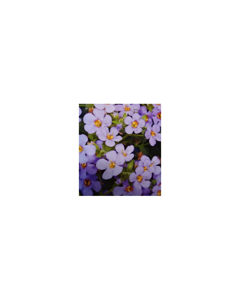 Bacopa-Sutera