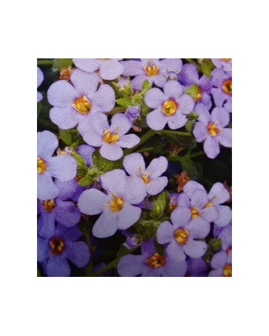 Bacopa-Sutera